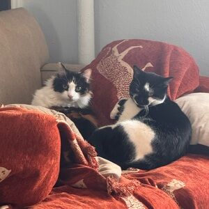 Meet your Posher, Harrison